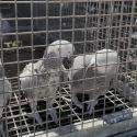 African Grey Bonded pair