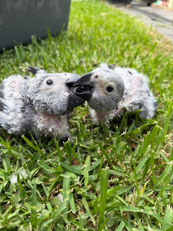 African Grey bub