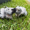 African Grey bub