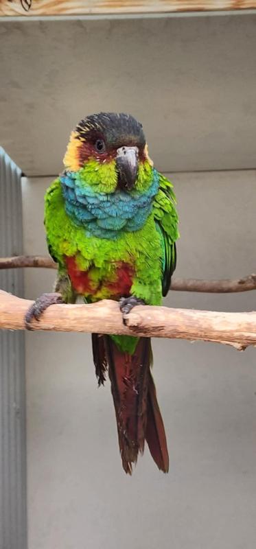 WTB: Chicks for hand rearing