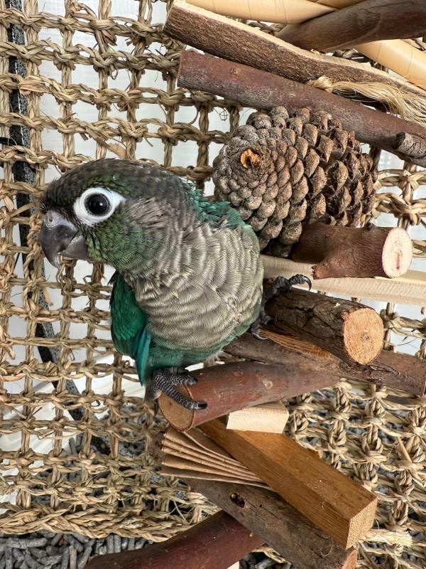 Handraised Turquoise greencheek conures