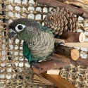 Handraised Turquoise greencheek conures