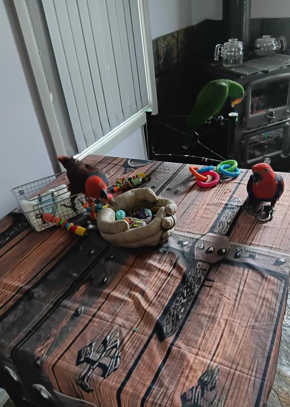 Hand raised companion birds