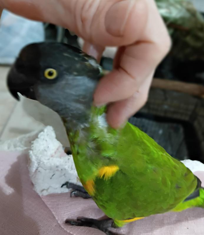 Myers parrot and senegal parrot