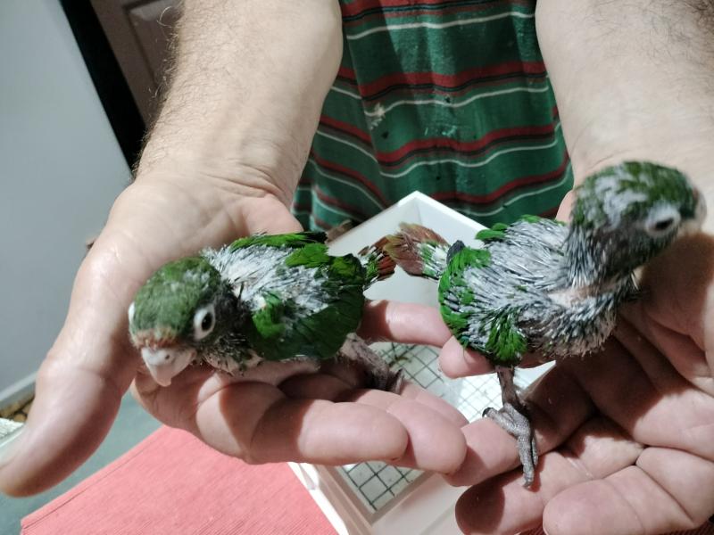 Rose-crowned Conure Babies - Handraisers