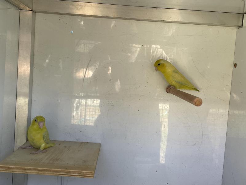 Parrotlet pair