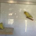Parrotlet pair