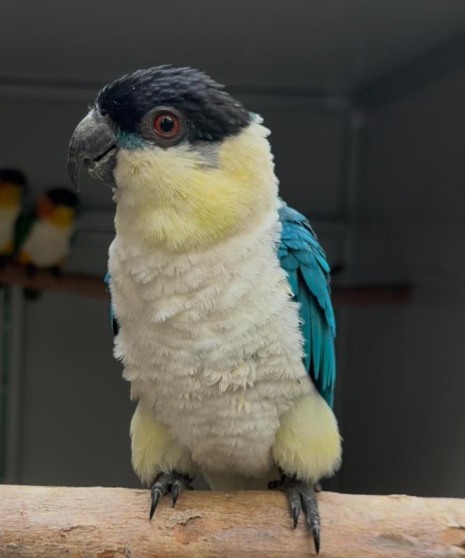 Blue caiques wanted