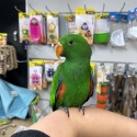 Handraised male eclectus just weaned !
