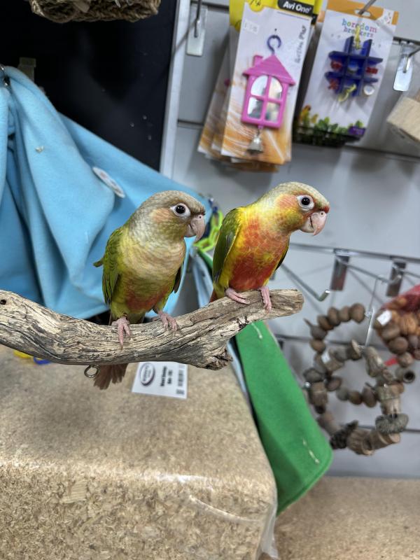 Handraised conures