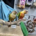 Handraised conures