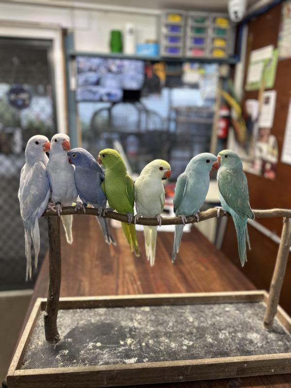 Handraised Indian ringnecks ! Males and females available