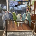 Handraised Indian ringnecks ! Males and females available
