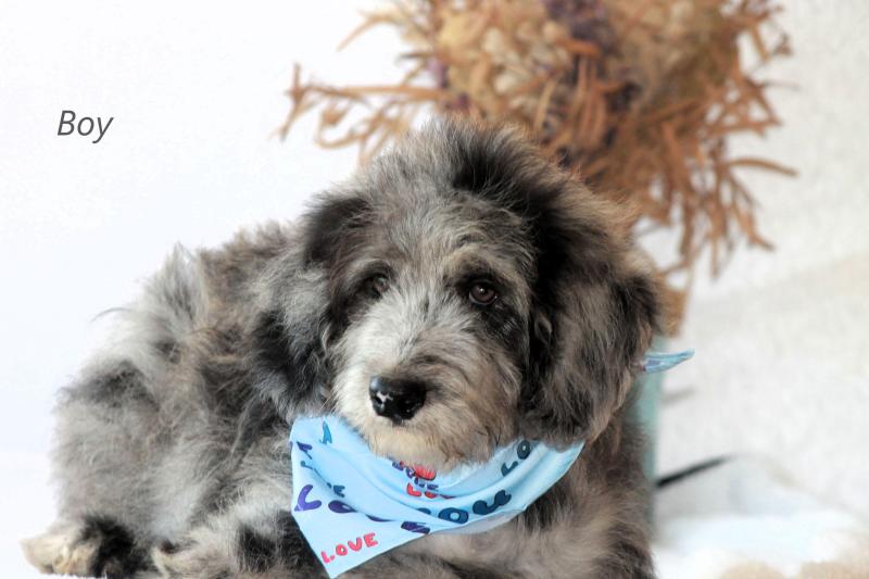 Bordoodles - DNA Clear