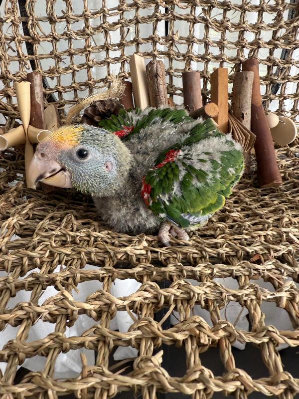 Handraised magna double yellow headed amazon