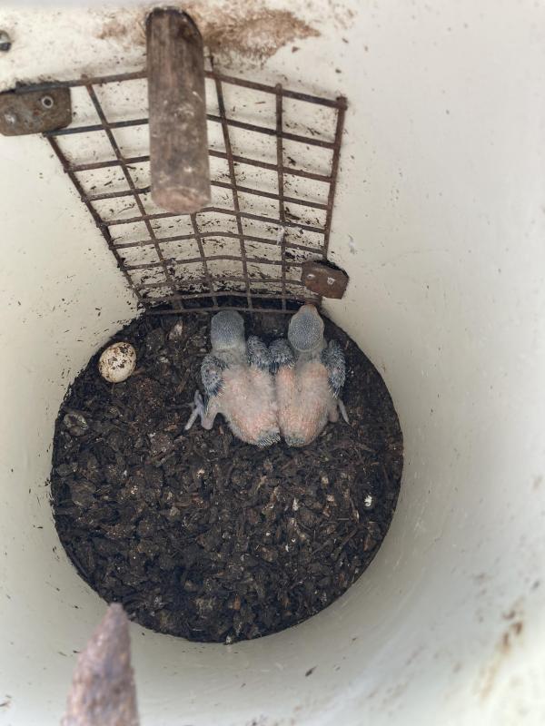 Blue Moustache Parrot Babies