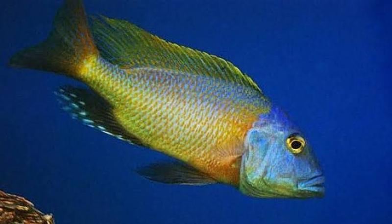 Buccochromis Rhoadesii SPECIAL!