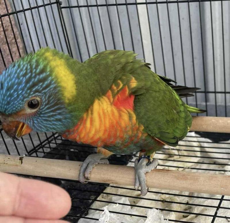 Handraised S/F jade opaline rainbow