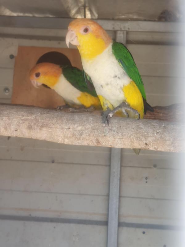 White bellied caique