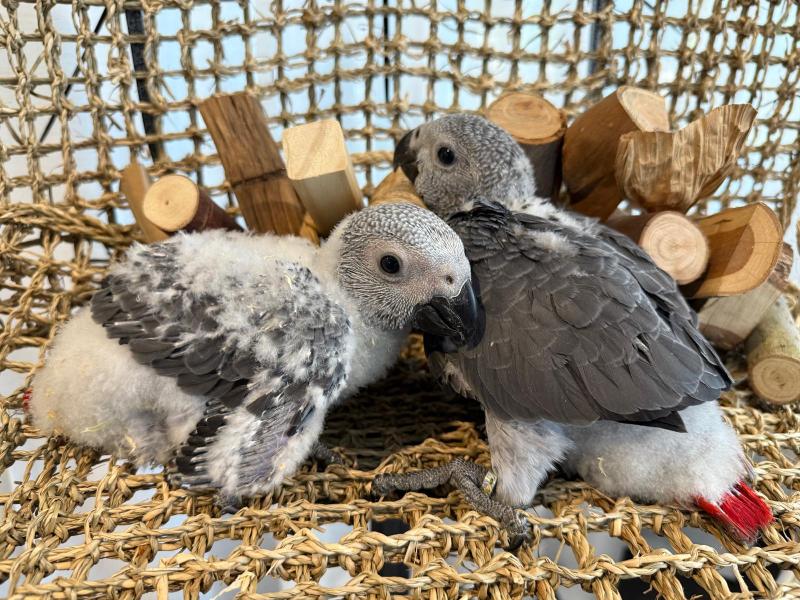 Handraised African Greys males