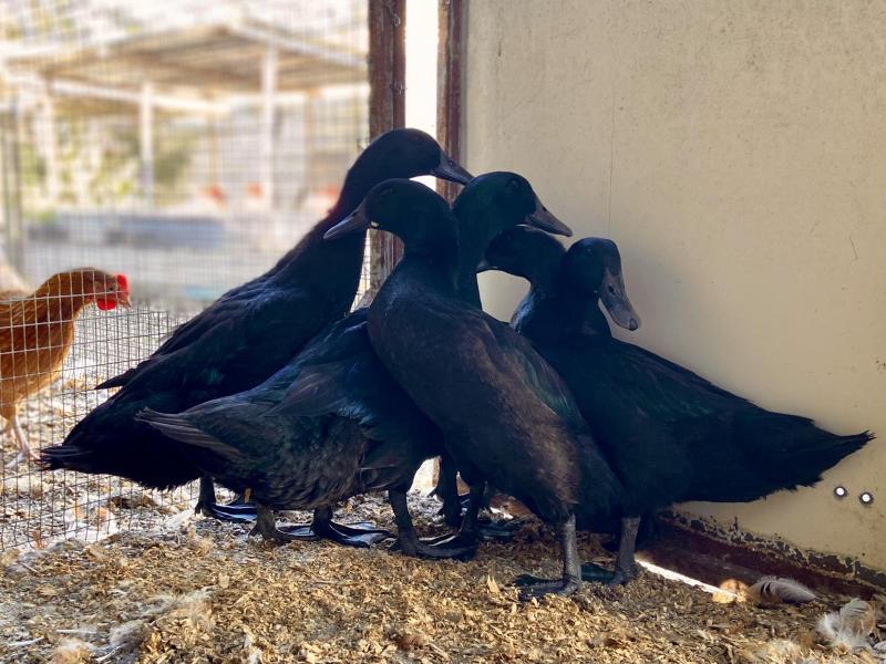 Cayuga Ducks at Radleys