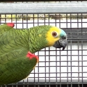 Blue fronted amazon