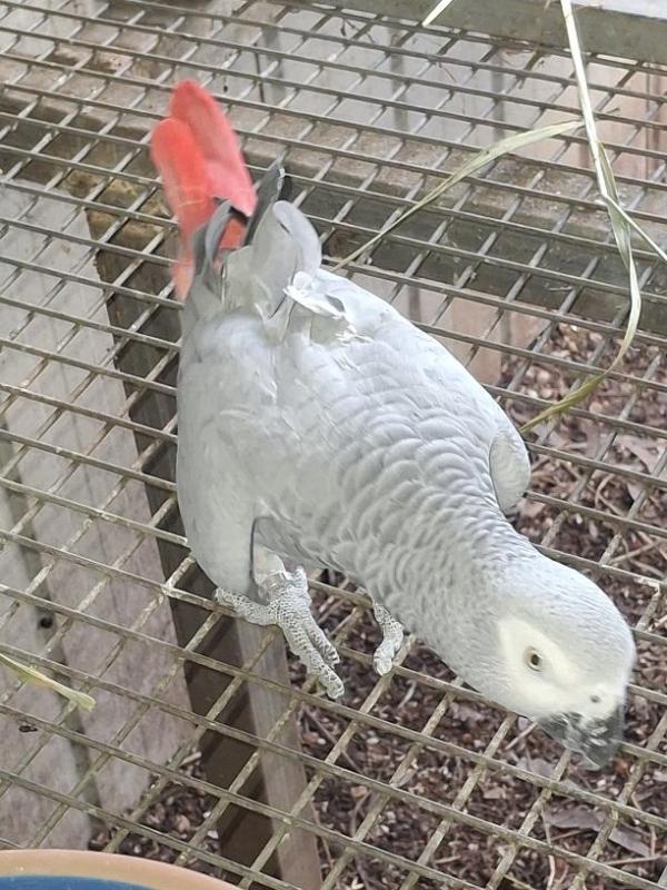 African Grey HEN 4yr old +