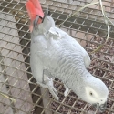 African Grey HEN 4yr old +