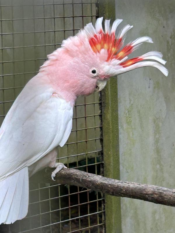 Wanted  Major Mitchell