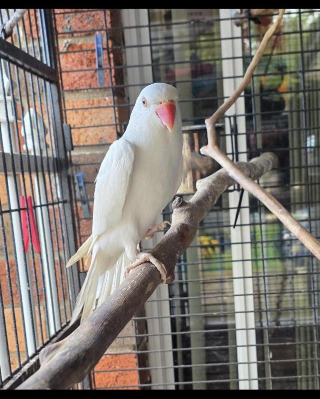 Hand-raised Albion Indian Ringneck