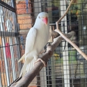 Hand-raised Albion Indian Ringneck