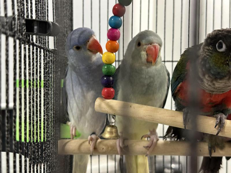 Handraised Indian Ringnecks