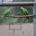 Red-lored amazons