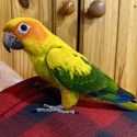 SUPER TAME BABY SUN CONURES