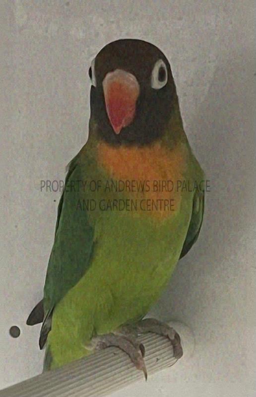 Black Cheeked Lovebird