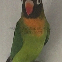 Black Cheeked Lovebird