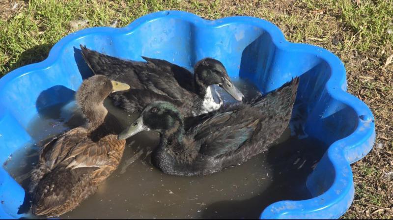 Cayuga x Kahki Campbell Ducks for sale