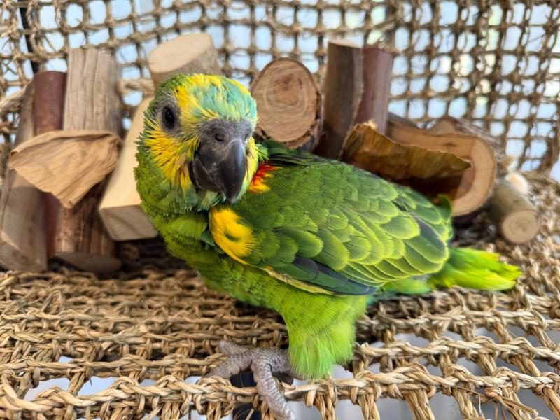 Handraised blue fronted amazon