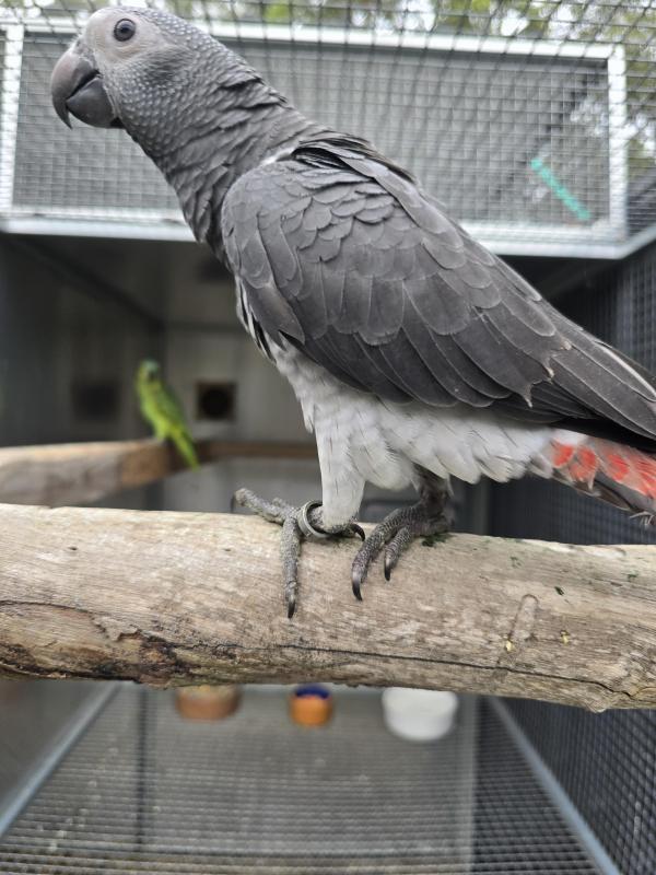 Timneh grey male