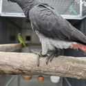 Timneh grey male