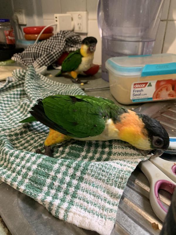 Black headed caiques