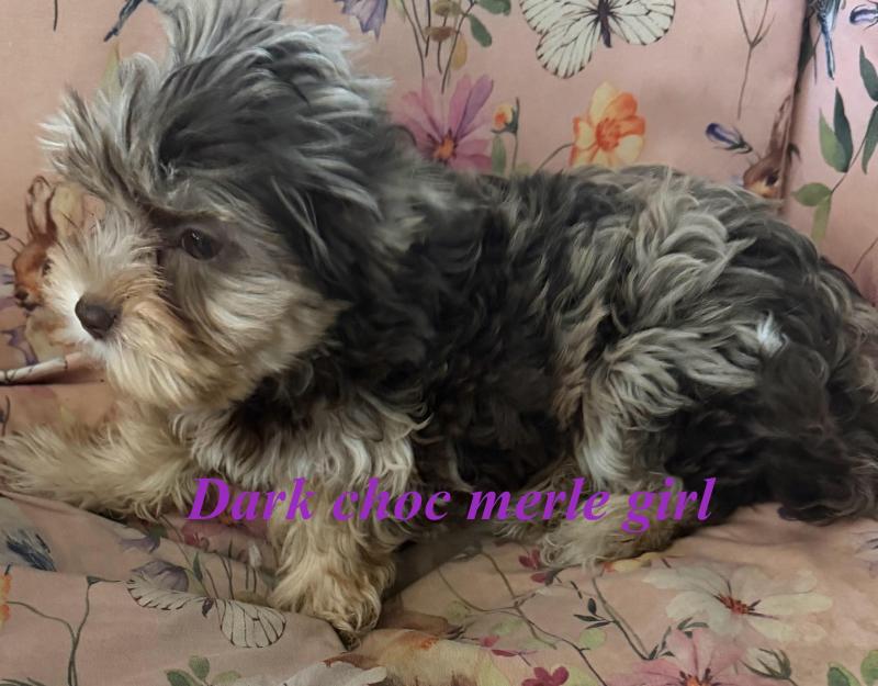 Choc Merle imported yorkie puppies