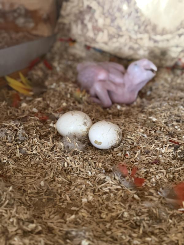 Super Rare Tropicana baby macaw