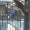 Crimson Rosellas