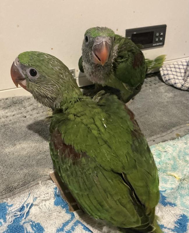 Alexandrine for handraising