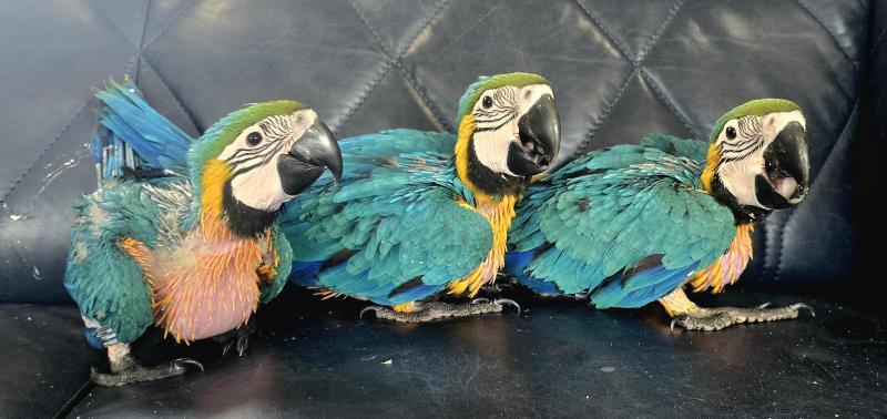  Blue & Gold Macaw Babies  1 SOLD, Only 2 Left!