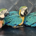 Blue & Gold Macaw Babies  1 SOLD, Only 2 Left!