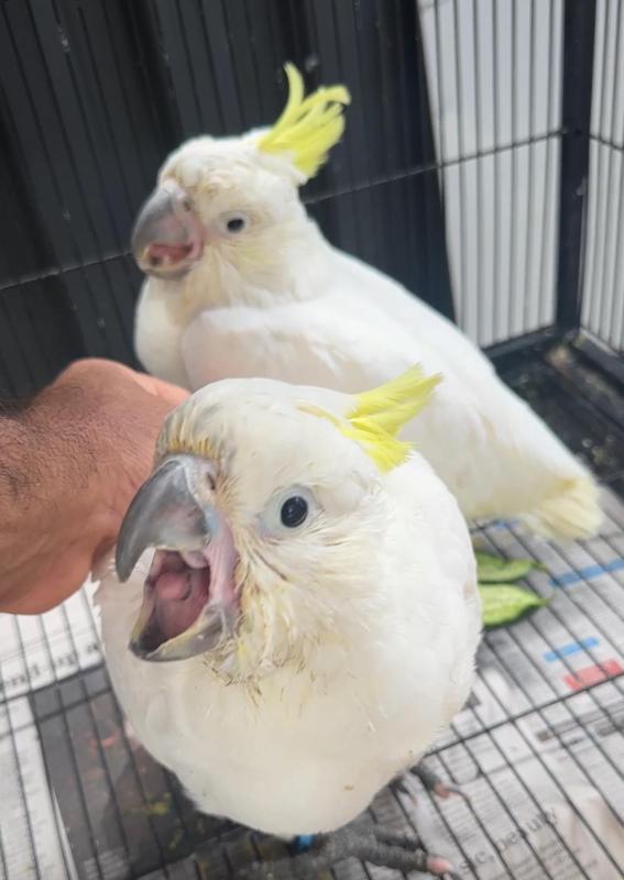 Baby Cockatoo Hand  raised