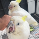 Baby Cockatoo Hand  raised