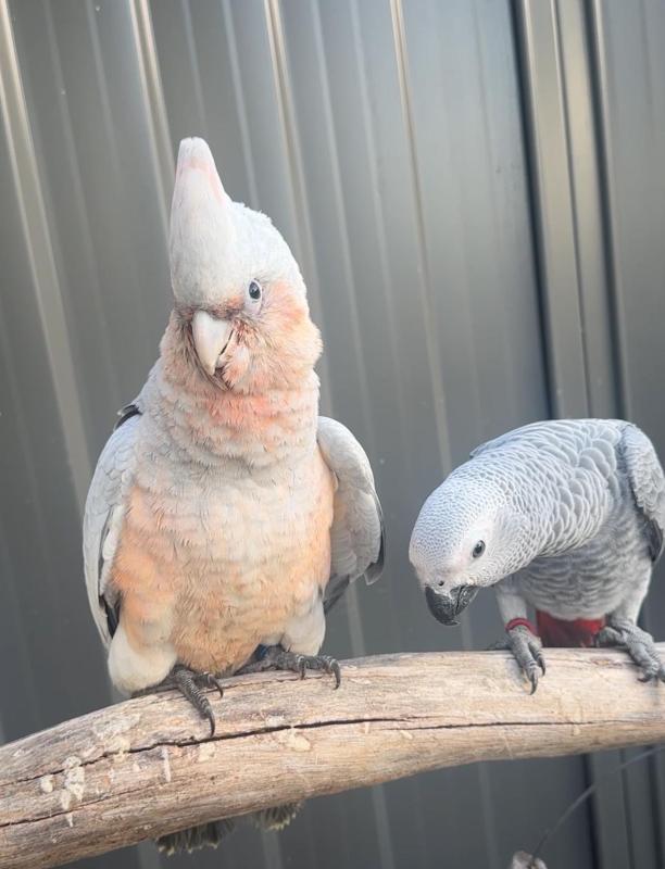 Baby Galah X Corellas  hand raised